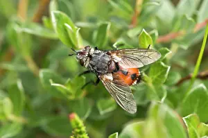 Melby: Fly (Peleteria rubescens). Melby Overdrev, Denmark