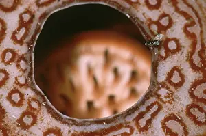 Pollinator: Fly at Rafflesia Flower