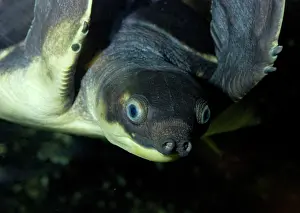 Insculpta: Fly River Turtle