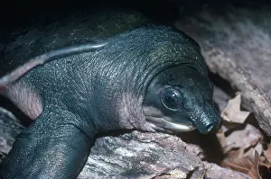 Insculpta: Fly River Turtle