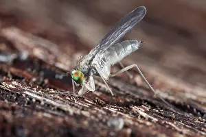 Drenthe: Fly