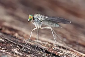 Drenthe: Fly