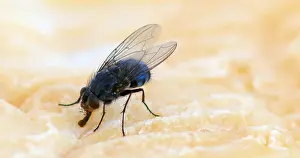 Piece: Fly standing on a Piece of Cheese, Normandy in France