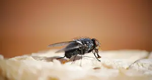 Piece: Fly standing on a Piece of Cheese, Normandy in France