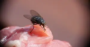 Piece: Fly standing on a Piece of Meet, Normandy in France