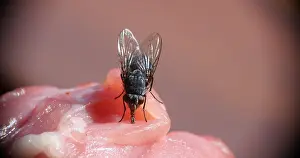 Piece: Fly standing on a Piece of Meet, Normandy in France