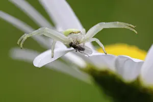 Leucanthemum: Fly traveling without seeing a Goldenrod Spider