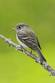 Minimus: Least Flycatcher
