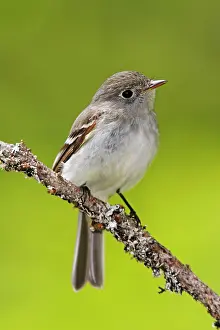Minimus: Least Flycatcher