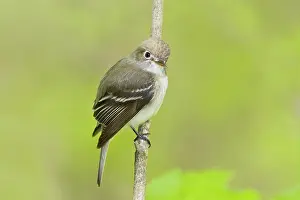 Minimus: Least Flycatcher