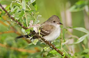 Minimus: Least Flycatcher