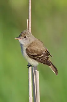 Minimus: Least Flycatcher