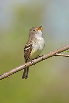 Minimus: Least Flycatcher