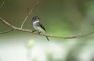 Tyrant: Least Flycatcher