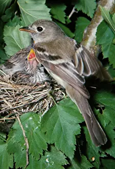 Spizella: Least Flycatcher (Empidonax minimu) - with adopted