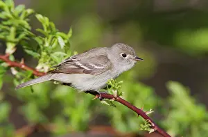 Minimus: Least Flycatcher - on territory