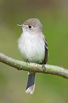 Minimus: Least Flycatcher - on territory