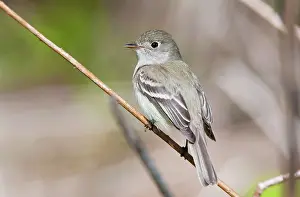 Minimus: Least Flycatcher - on territory