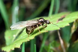 Lasius: Flying Ant - of Black Garden Ants - emerging from nest