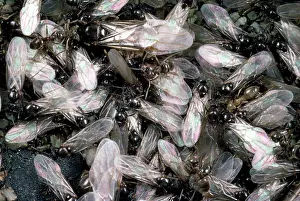 Lasius: Flying Ants - of Black Garden Ants - emerging from nest