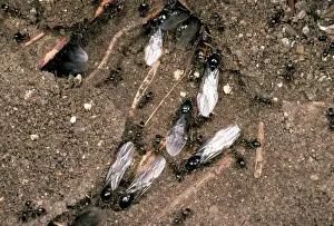 Lasius: Flying Ants - of Black Garden Ants - in nest with workers