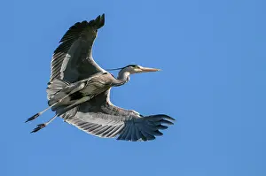 310820: Flying (Ardea cinerea) in front of blue sky, Oldenburger