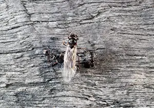 Workers: FLYING BLACK ANT - with workers
