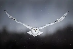 Nyctea: Flying canadian snowy owl (Bubo scandiacus), Quebec