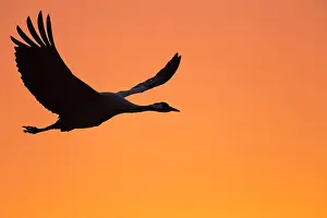 Vastergotland: Flying Common crane (grus grus) in front of orange
