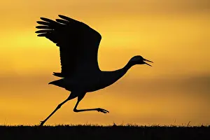 Start: Flying crane (grus grus) in front of morning sky