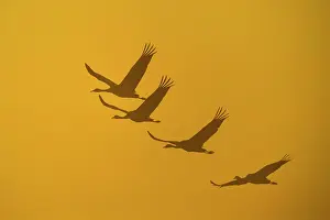 Vastergotland: Flying Cranes (grus grus) in front of morning sky