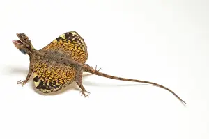Draco: Flying Dragon