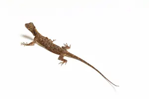 Draco: Flying Dragon