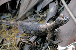 Draco: Flying Dragon