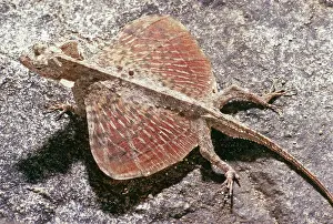 Draco: Flying Dragon (Draco volans)