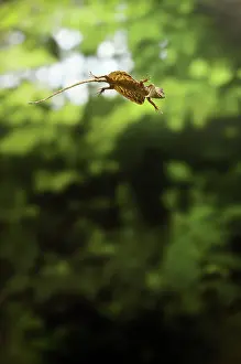 Draco: Flying Dragon in Flight