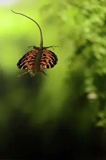 Draco: Flying Dragon in Flight