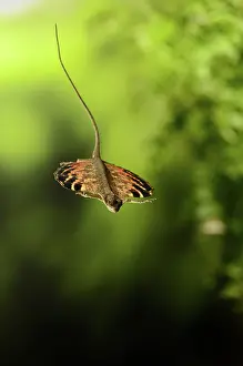 Draco: Flying Dragon in Flight