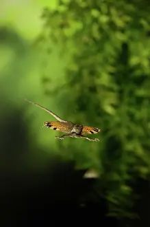 Draco: Flying Dragon in Flight