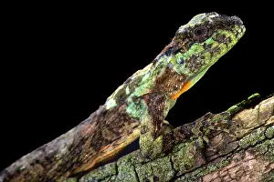 Draco: Flying dragons are lizards that are able to spread