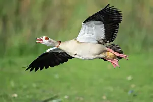 Aegyptiacus: Flying Egyptian goose (Alopochen aegyptiacus), Kattinger
