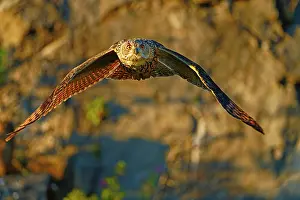 Quarry: Flying Eurasian eagle owl (Bubo bubo) in a quarry