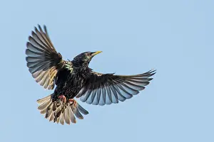 Spreading: Flying European Starling (Sturnus vulgaris) with