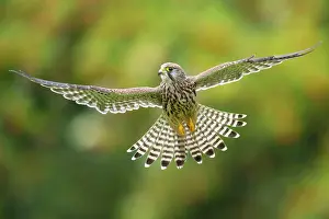 310820: Flying (Falco tinnunculus) hunting in a shaking