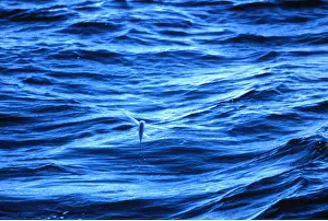 Kenneth W Fink: FLYING FISH - flies up to 1.5 feet above water