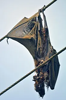 270819: Flying Fox electrocuted on overhead powerlines, Sri Lanka