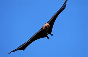 Pteropus: FLYING FOX - in flight
