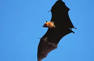 Pteropus: FLYING FOX - in flight