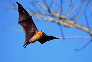Seychellensis: FLYING FOX - in flight with tree behind