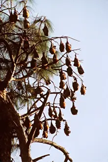Hanging: Flying fox / Fruit BATS - roosting in tree